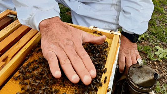 Applausi ai sussidi: un aiuto prezioso per l'ape nera delle Canarie.