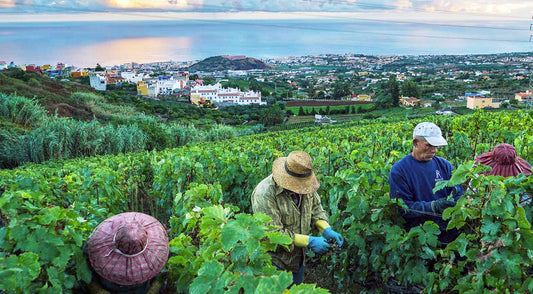 Percorsi tra i paesaggio del vino e visite alle cantine di Los Realejos