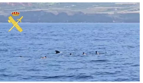 Sette turisti rischiano una multa di 60.000€ per un bagno coi cetacei