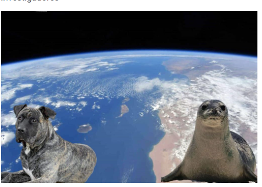 Scopriamo perché le Isole Canarie si chiamano così.