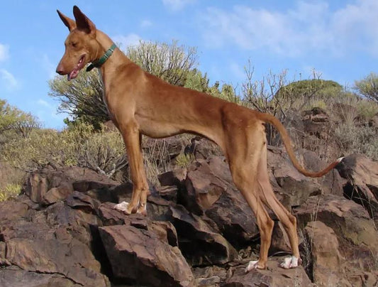 La nuova legge sul benessere animale non proteggerà il Canary Hound