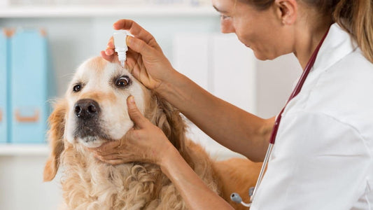 Proposta la misura della detrazione delle spese veterinarie