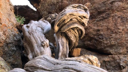 L'albero più antico d'Europa si trova a Tenerife, sul Monte Teide