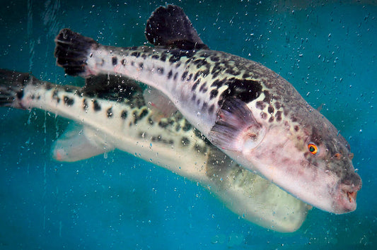 Il pesce Palla a Gran Canaria: 1.200 volte più velenose del cianuro