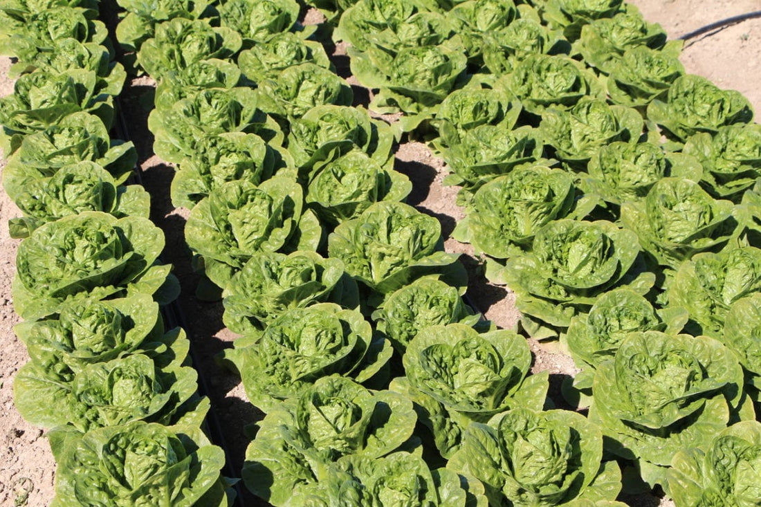 A rischio il futuro di patate, uva e di lattuga delle Canarie