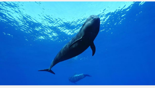 Nika la balena pilota che mostra al mondo i danni del turismo di massa