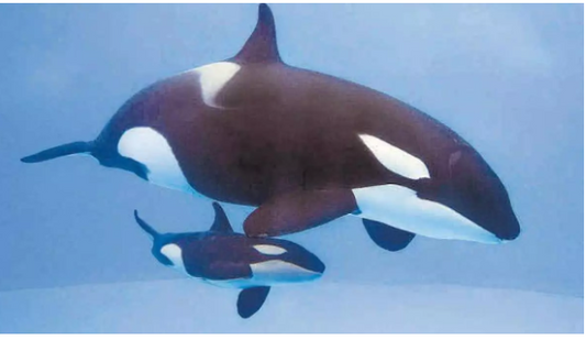Morgan, l'orca che ha sfidato la morte ora celebra la vita