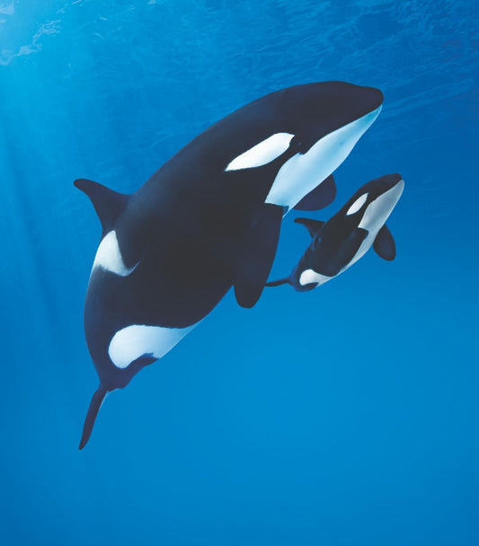 Oltre 7.000 utenti scelgono il nome della nuova orca a Loro Parque"