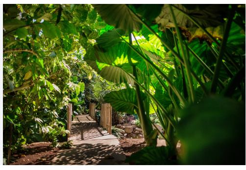 Un numero record di visitatori al Palmétum: 72.610 persone