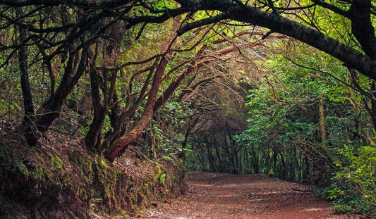 Il Paradiso della biodiversità, delle Canarie è ormai in pericolo