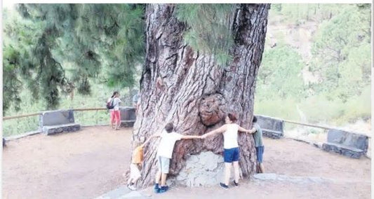 Il Pino Gordo di Vilaflor non ce l'ha fatta all'Albero dell'anno 2023