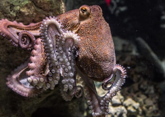 Si vuole aprire un allevamento di polpi nelle Isole Canarie