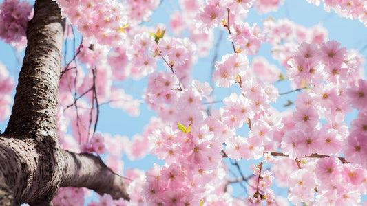 Primavera alle Canarie arriva con un cambio di orario e due eclissi