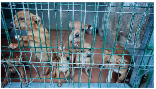 Tenerife: Nuova Rete di Centri per Animali Abbandonati