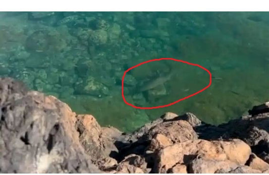 Uno squalo ha voluto "bagnarsi" in una piscina naturale