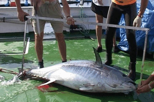 La pesca del tonno rosso alle Canarie è partita alla grande
