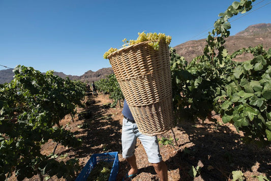 Le chiavi dell'ascesa dei vini delle Isole Canarie