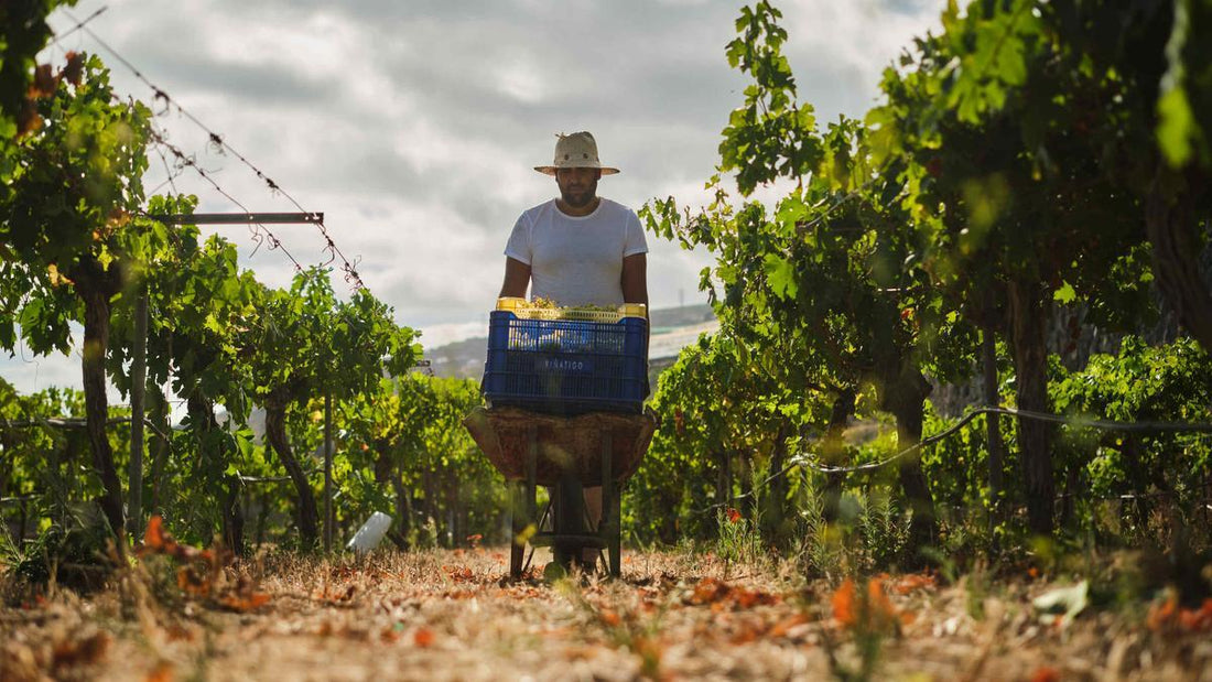Il cambiamento climatico anticipa la vendemmia a Tenerife