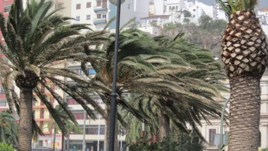 Previste forti raffiche di vento oggi a Tenerife.