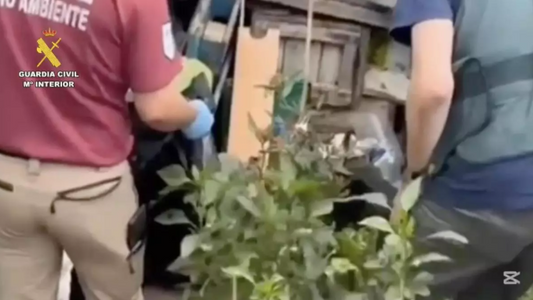 Sequestrate 14.000 piante da un vivaio illegale di avocado a Tenerife.