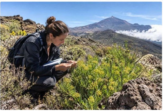 Tenerife, le piante nascondono la chiave per nuovi farmaci