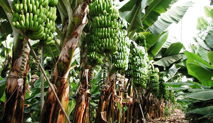 Banane con droga: il nascondiglio in una finca a Tenerife