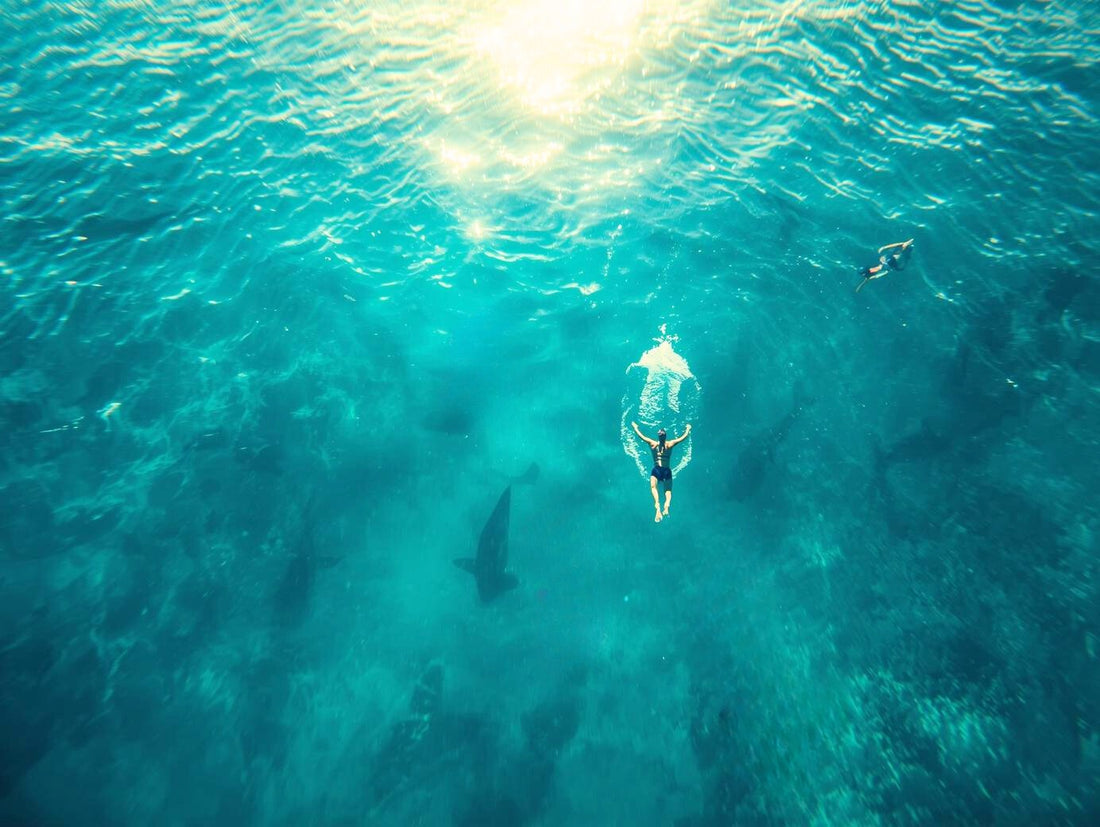Tra le onde delle Canarie vivono più squali di quanto pensi