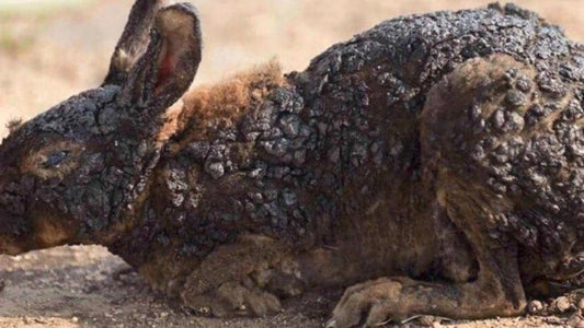 Gli animali, le vittime "invisibili" degli incendi boschivi