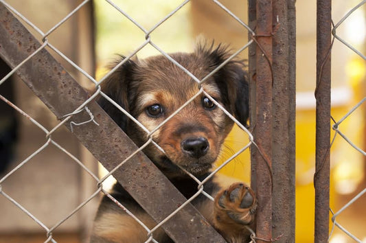 Nuovo centro per la protezione degli animali a Tenerife da 5,4 milioni €