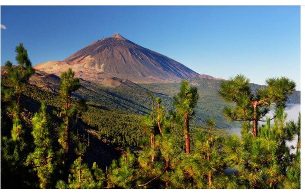 Sul Teide trovato l’albero più antico dell’Unione Europea
