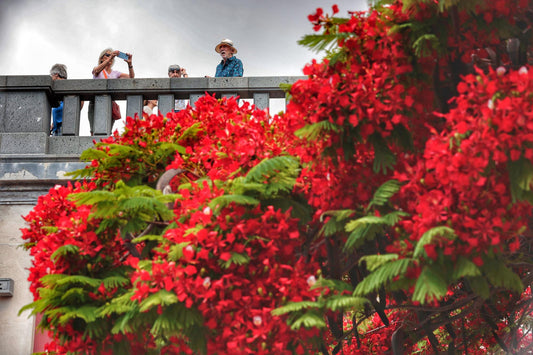 Santa Cruz è dipinta di rosso con la fioritura degli Delonix regia