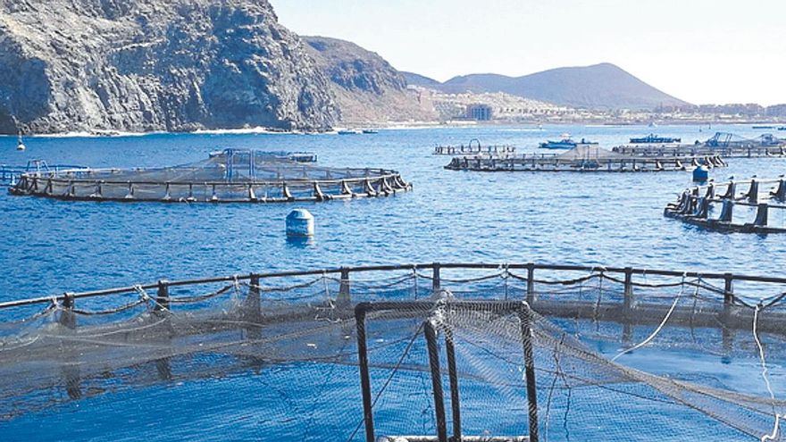 Ora si rubano i branzini delle gabbie marine di Los Cristianos.