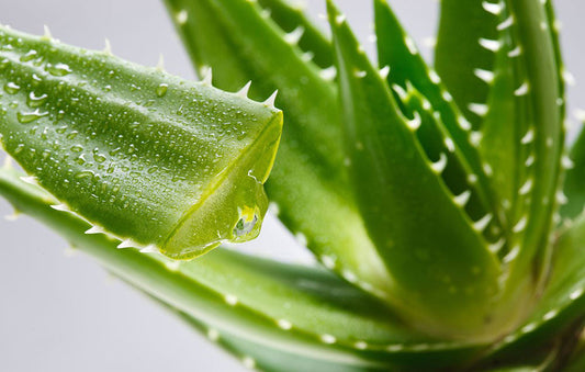 L’aloe vera delle Canarie è tra le migliori al mondo