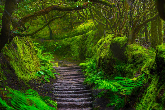 Foresta Incantata di Tenerife: ecco i permessi, percorsi e consigli