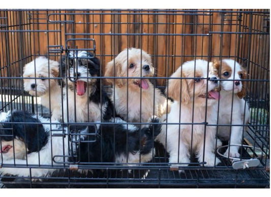 Da domenica è illegale vendere cani, gatti e furetti nei negozi