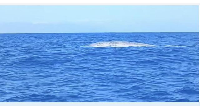 Dopo quattro anni si rivede una balenottera azzurra a Tenerife