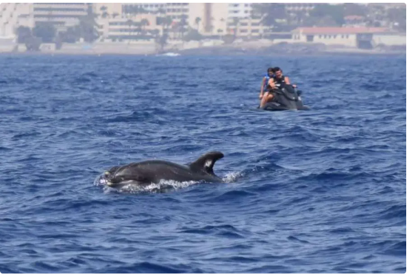 Il turismo incontrollato minaccia Il santuario delle balene di Tenerife