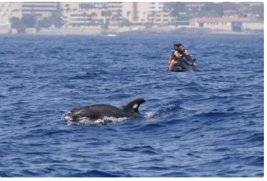Il turismo incontrollato minaccia Il santuario delle balene di Tenerife