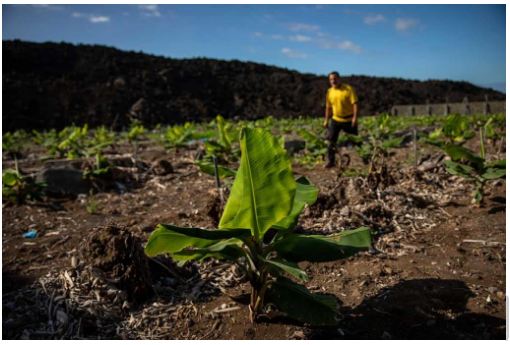 I banani sepolti dal vulcano a La Palma risorgono dalle ceneri