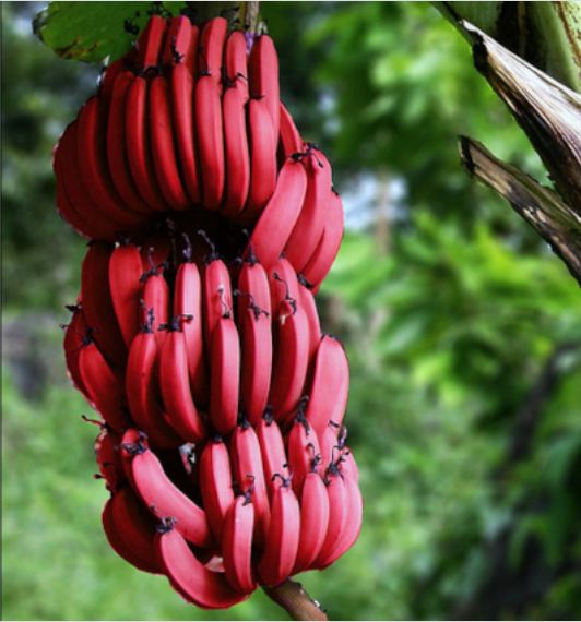 A Tenerife le banane "Rosso Canario": è l'unica zona della Spagna