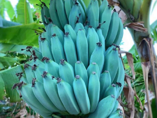 La banana blu, la nuova varietà che sorprende a Tenerife