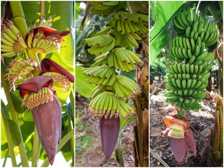 Perchè la banana delle Canarie è diversa dalle banane di altri paesi?