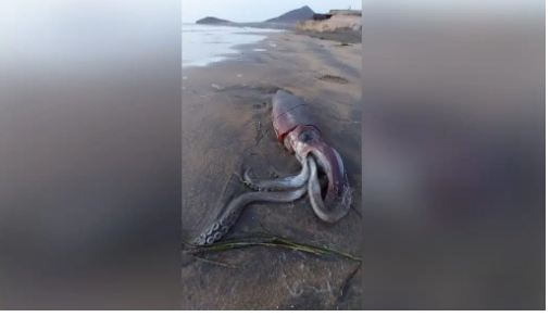 Rinvenuto su una spiaggia di Tenerife un altro calamaro gigante