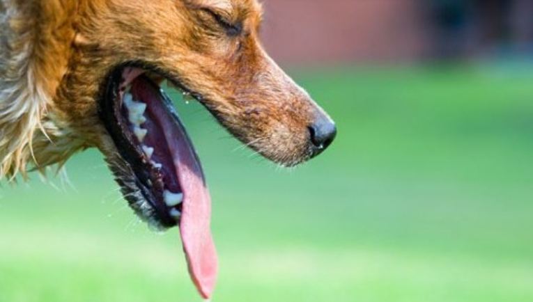 Come evitare i colpi di calore che colpiscono i nostri pelosetti