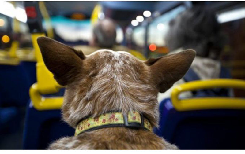 I cani potranno viaggiare su autobus e tram dal 1° giugno