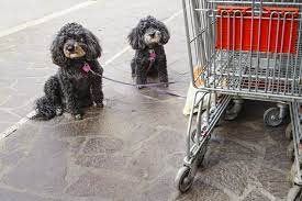 Multa fino a 10mila euro per chi lascia il cane legato in strada mentre facciamo la spesa