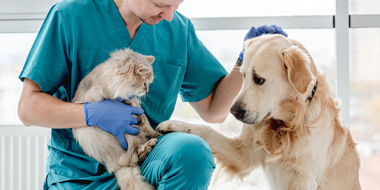 Assistenza veterinaria gratuita per il tuo animale domestico