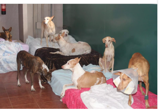 Il rifugio per cani di Ravelo sommerso dai debiti rischia la chiusura