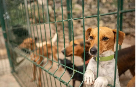 Da 50 anni, rifugio regala una seconda chance ai cani abbandonati