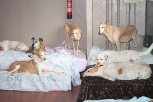 Tenerife: rifugio di Ravelo chiude, 300 cani cercano casa